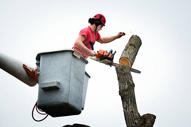 How Our Tree Care Process Works  in  Lake Lorraine, FL